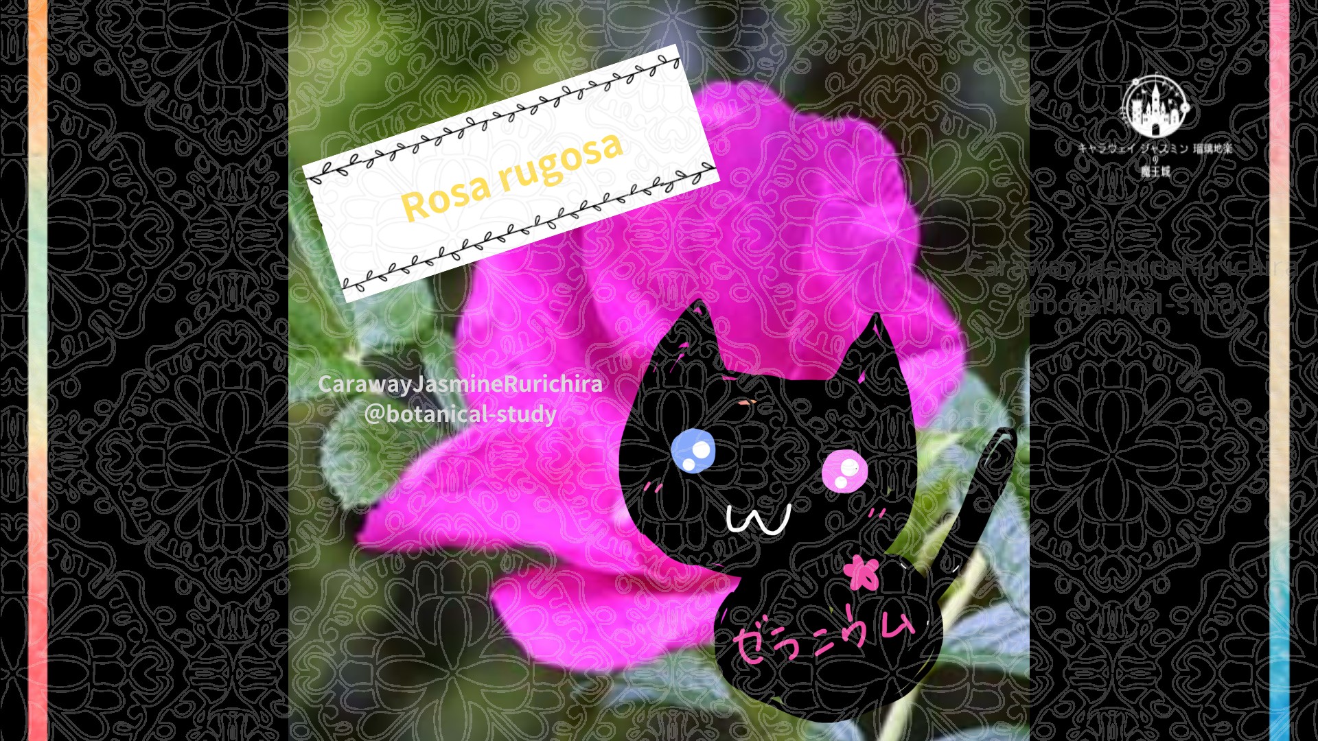 「ハマナス」9月7日とCジャスミン瑠璃地楽の今日の誕生花＠botanical-study