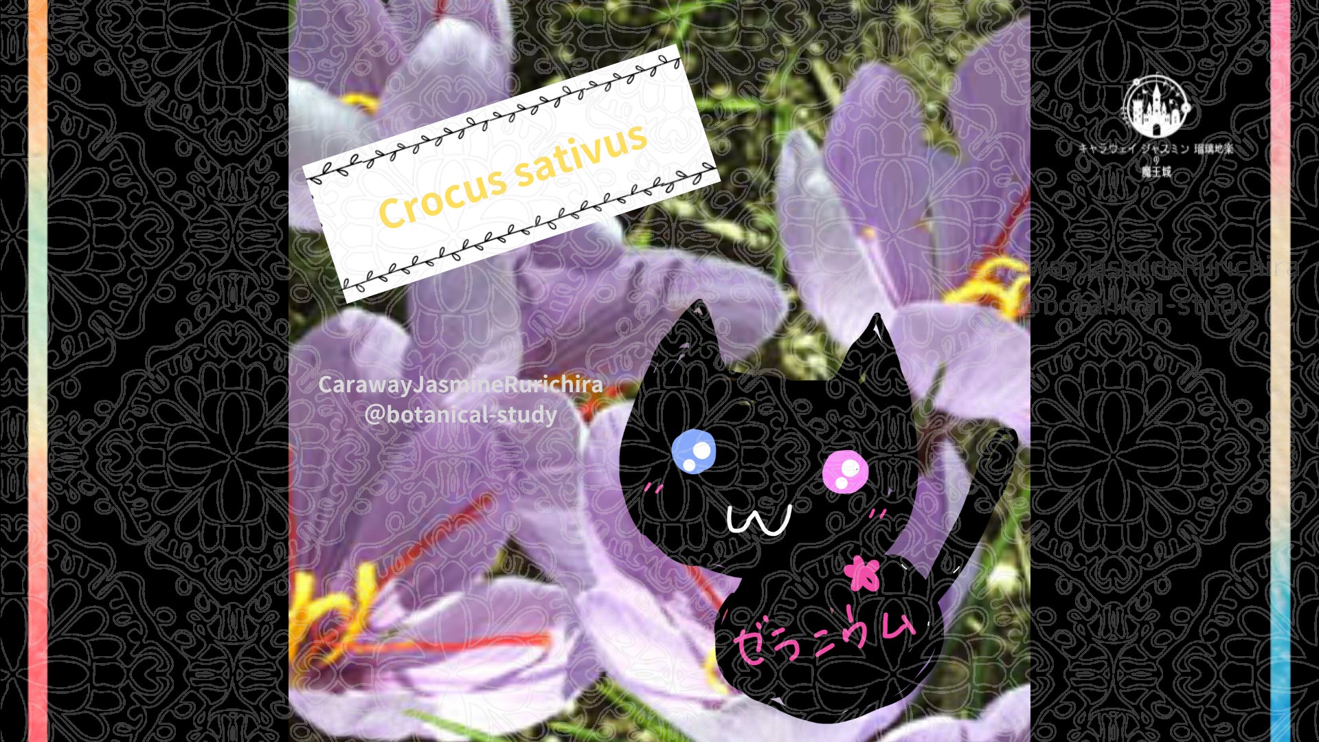 「サフラン」9月11日とCジャスミン瑠璃地楽の今日の誕生花＠botanical-study