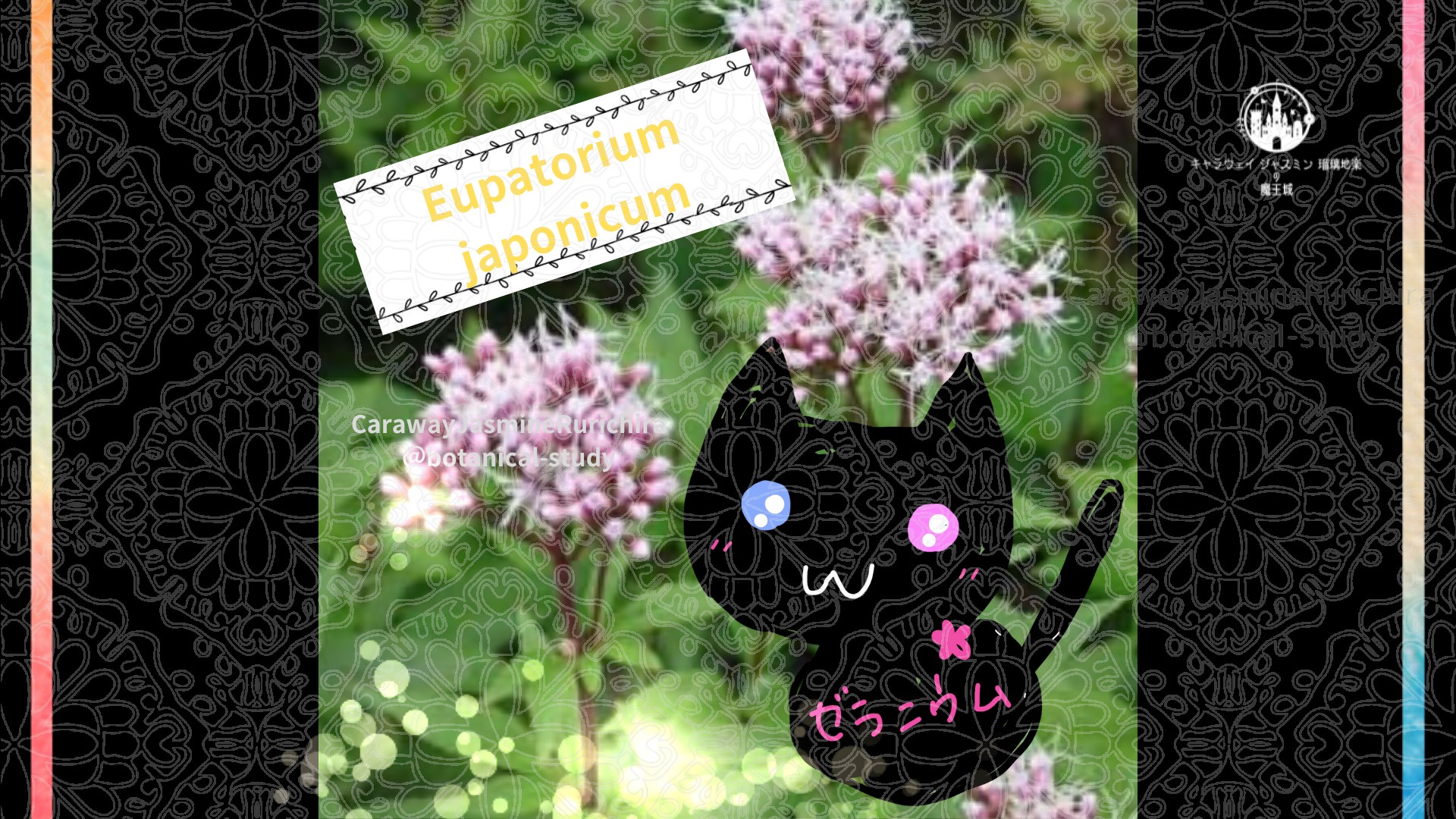「フジバカマ」9月28日とCジャスミン瑠璃地楽の今日の誕生花＠botanical-study