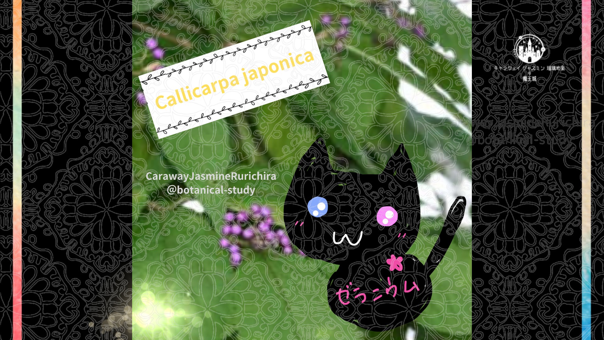 今日の誕生花A　10.17