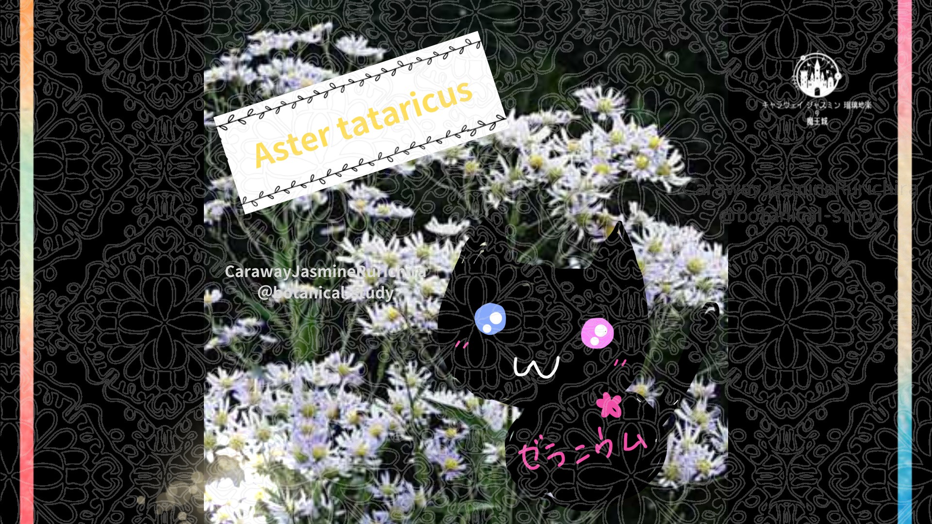 今日の誕生花A　10.16