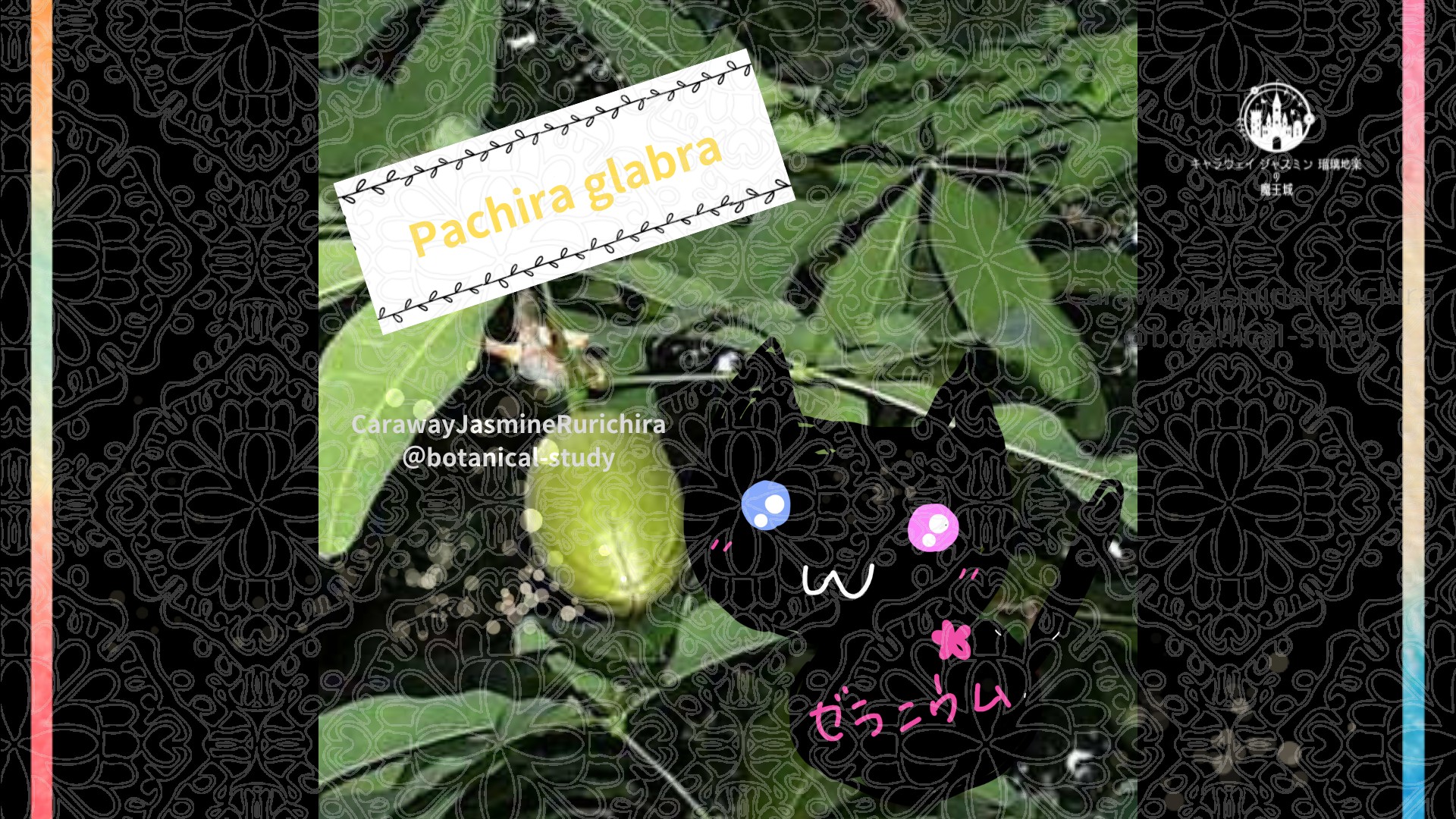 今日の誕生花A 10.28
