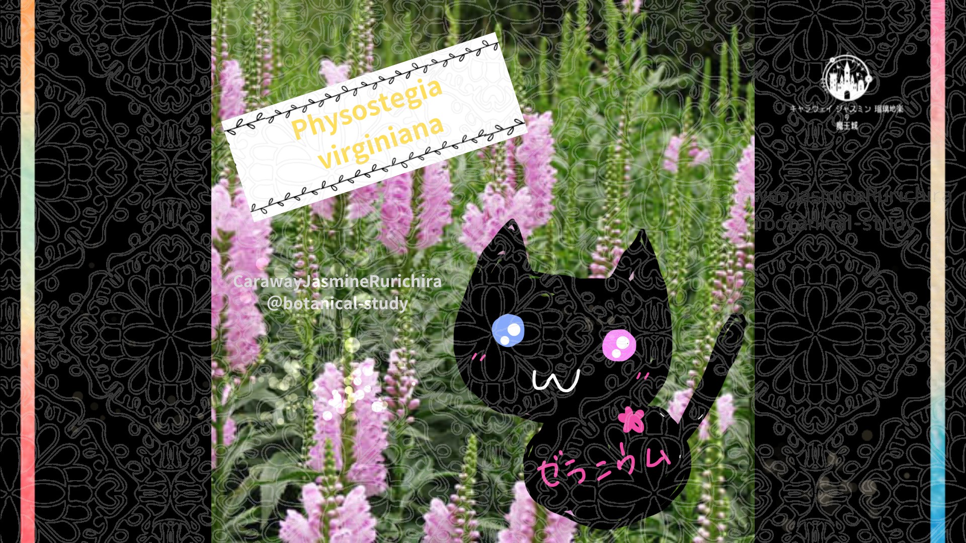 「ハナトラノオ」10月3日とCジャスミン瑠璃地楽の今日の誕生花＠botanical-study
