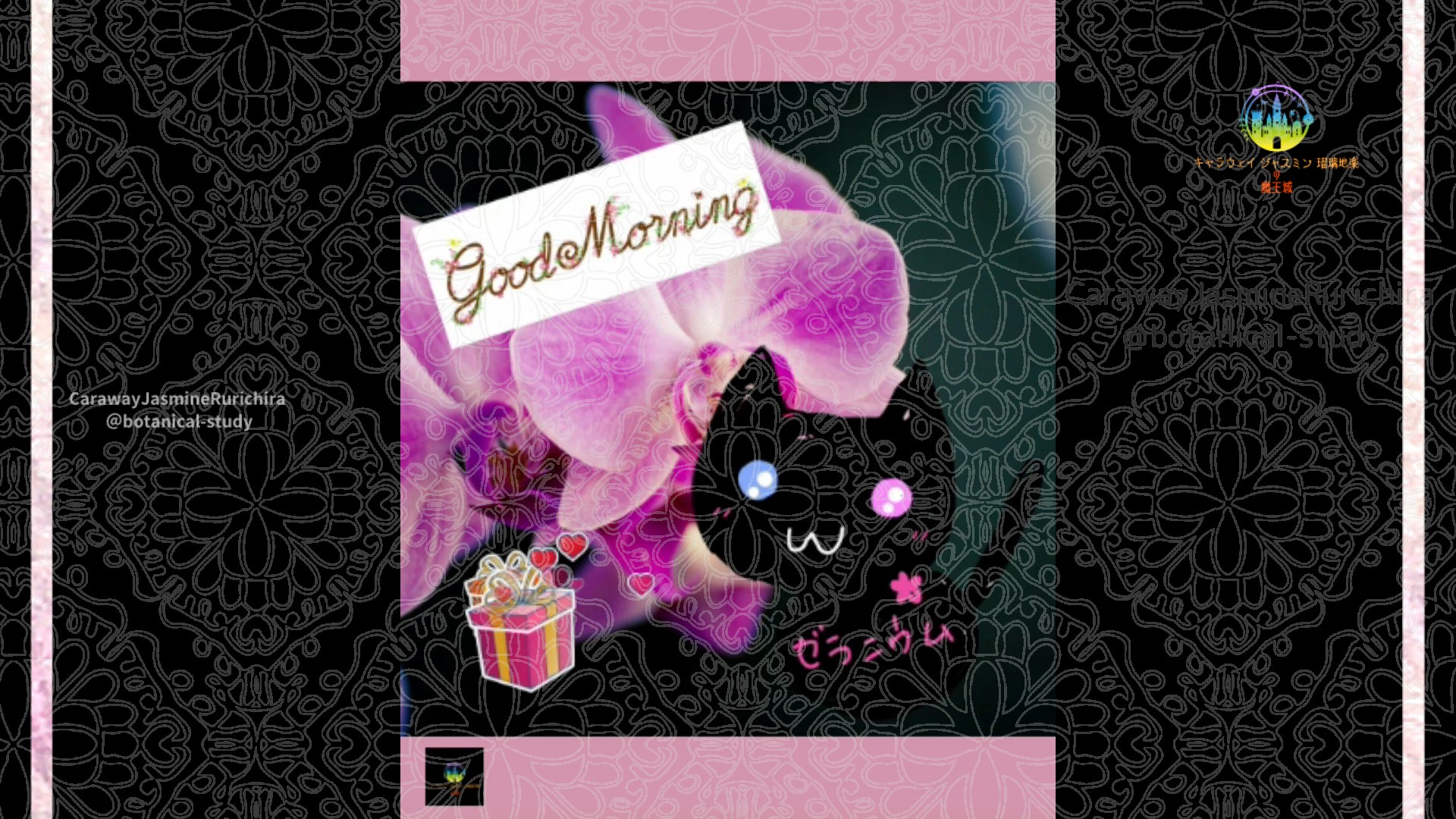 「コチョウラン」10月17日Rゼラニウム瑠璃地楽と今日の誕生花とおはようメッセージ＠botanical-study