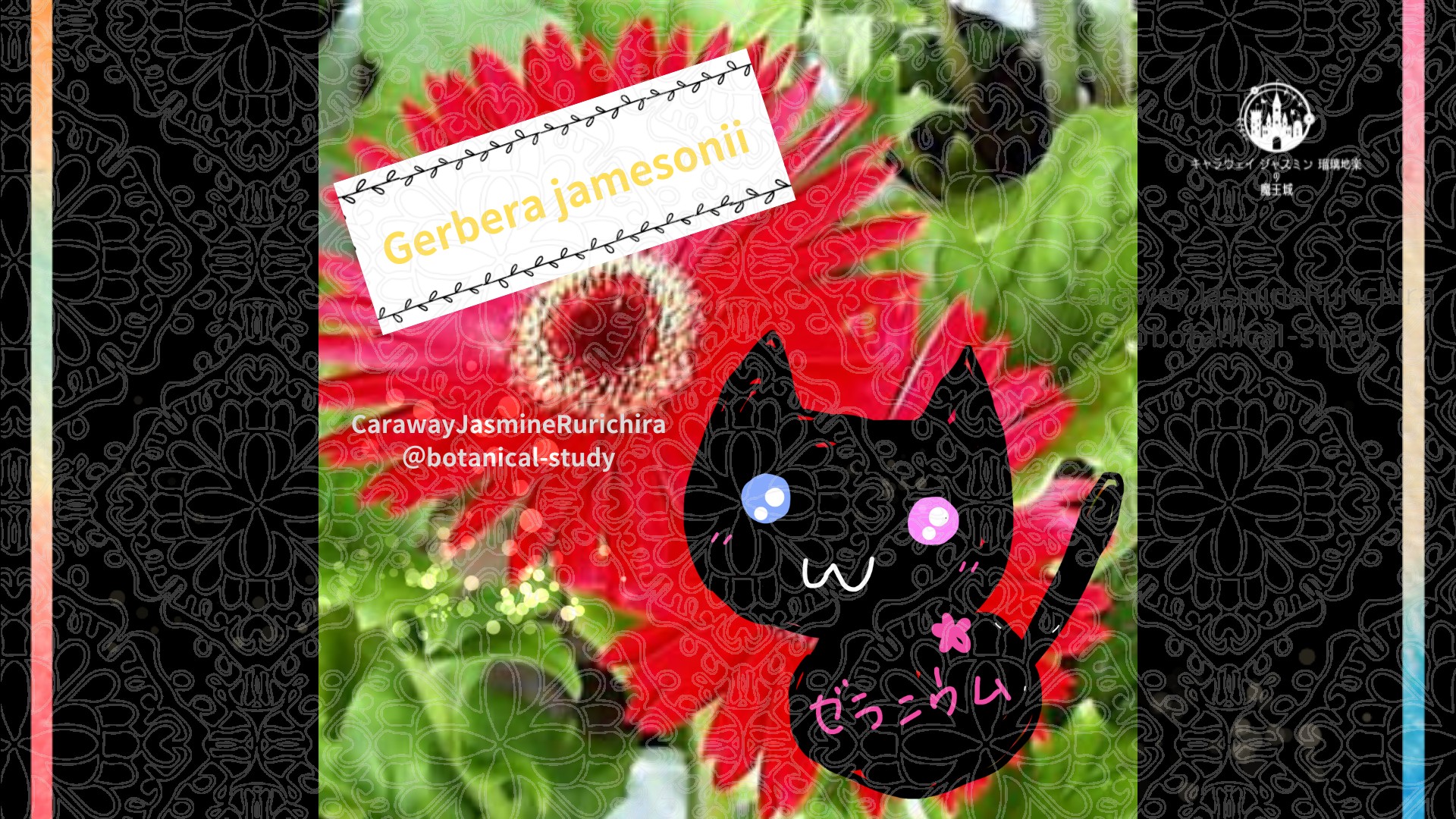 今日の誕生花A　10.8
