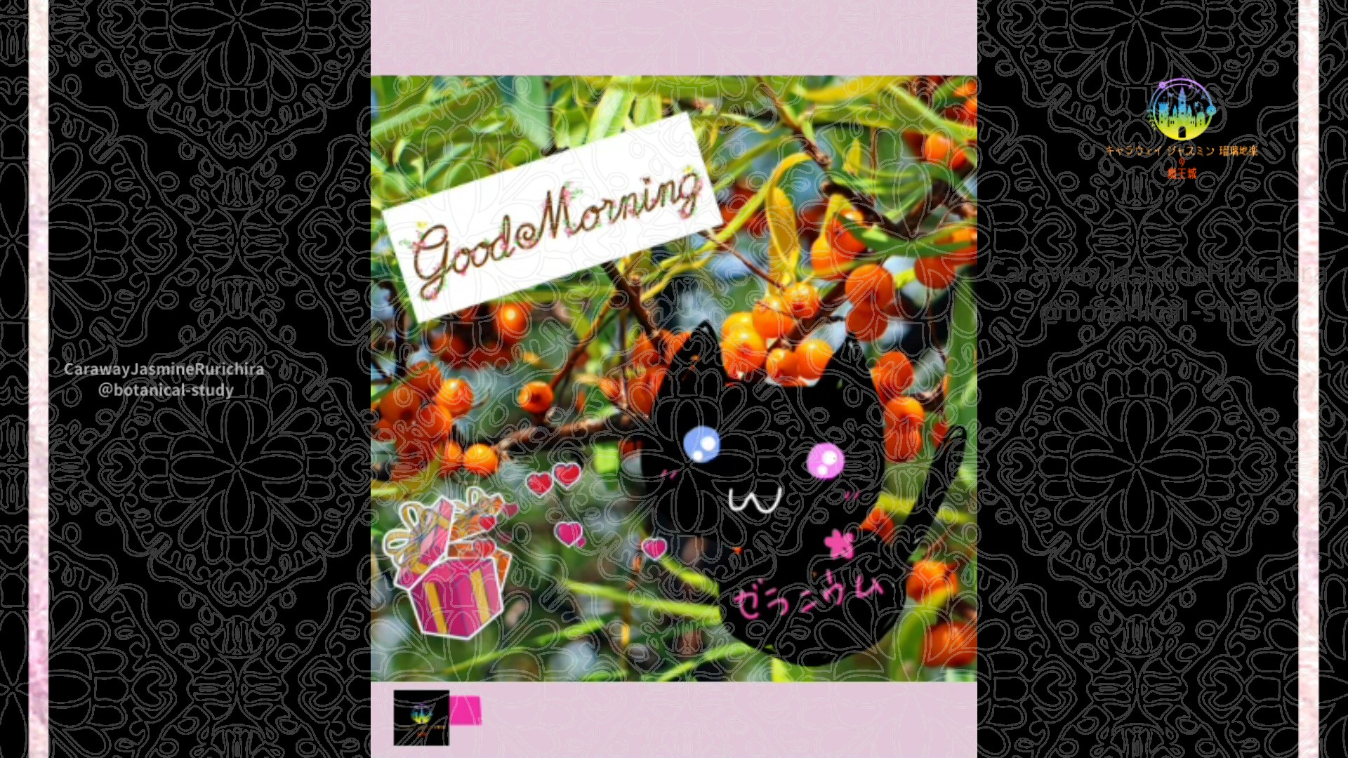 「ウメモドキ」10月15日Rゼラニウム瑠璃地楽と今日の誕生花とおはようメッセージ＠botanical-study