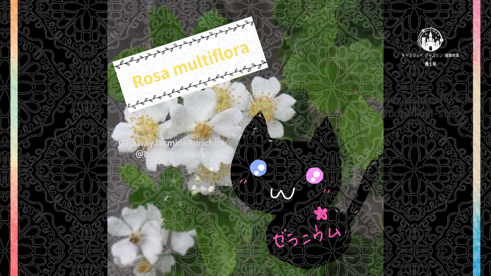 今日の誕生花A 10.27