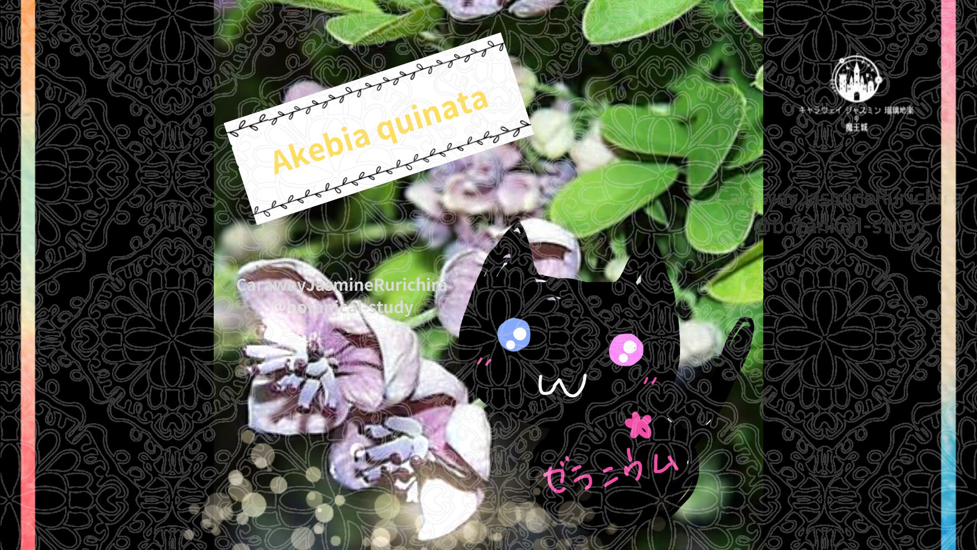 今日の誕生花A 11.1