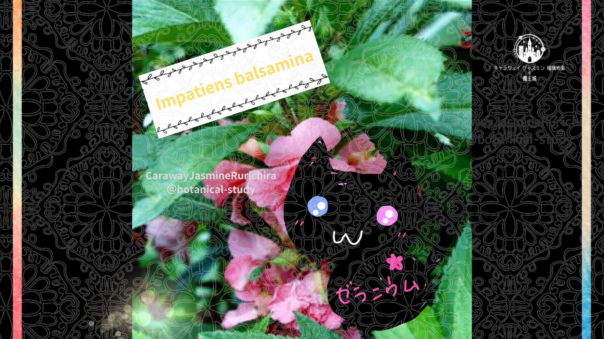 今日の誕生花A　10.19