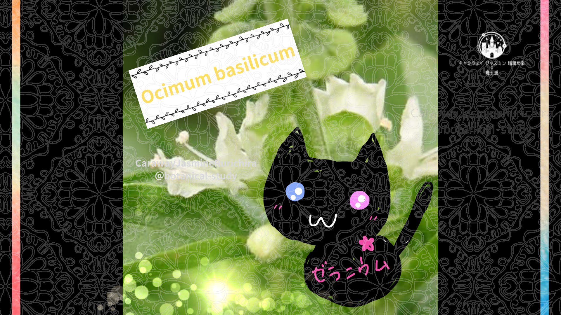 今日の誕生花A　10.15