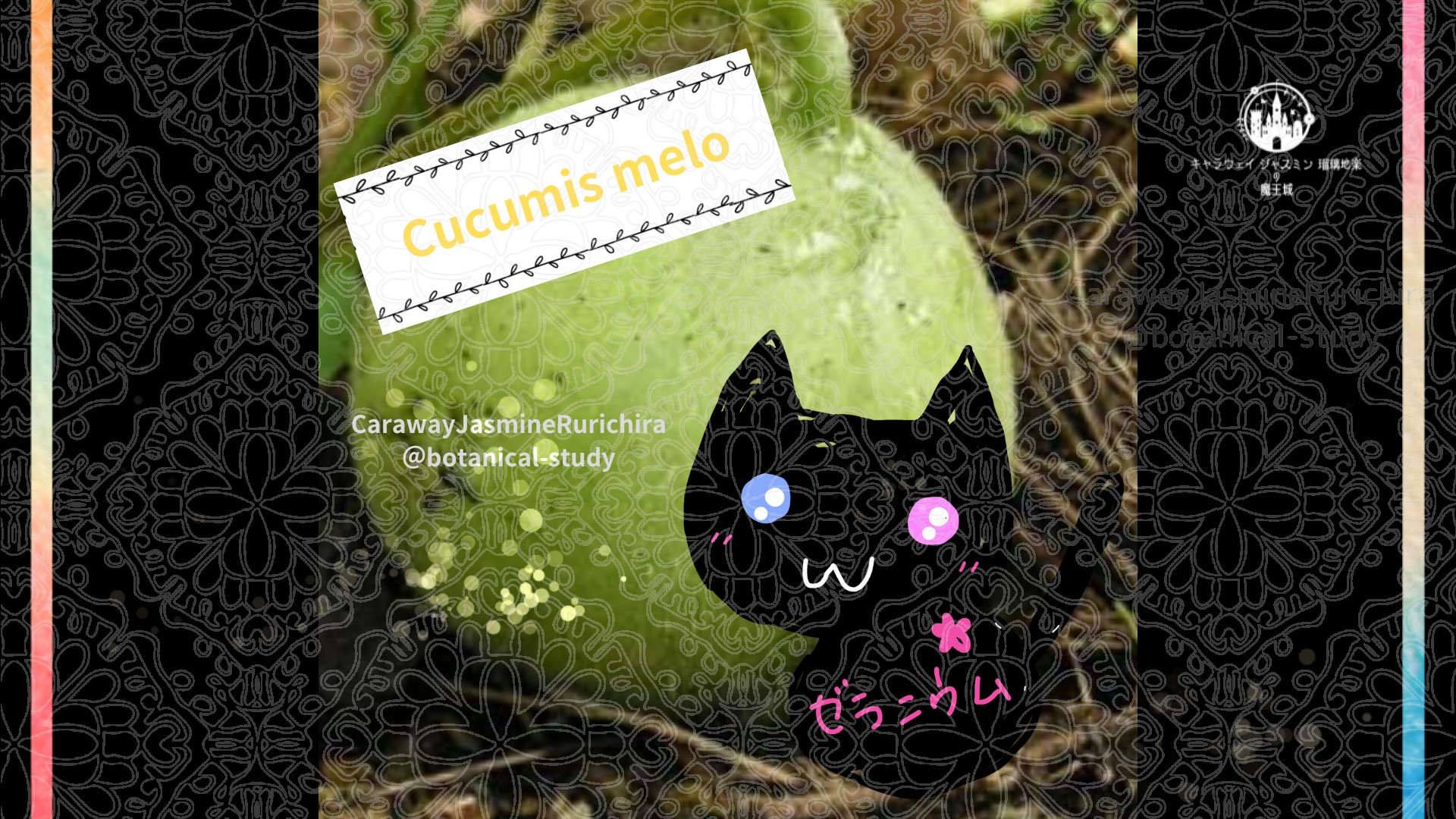 今日の誕生花A　10.10