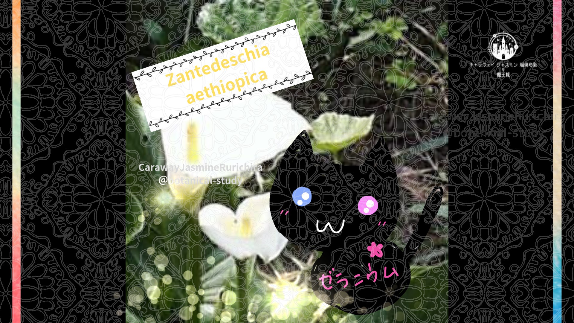 今日の誕生花A 10.31