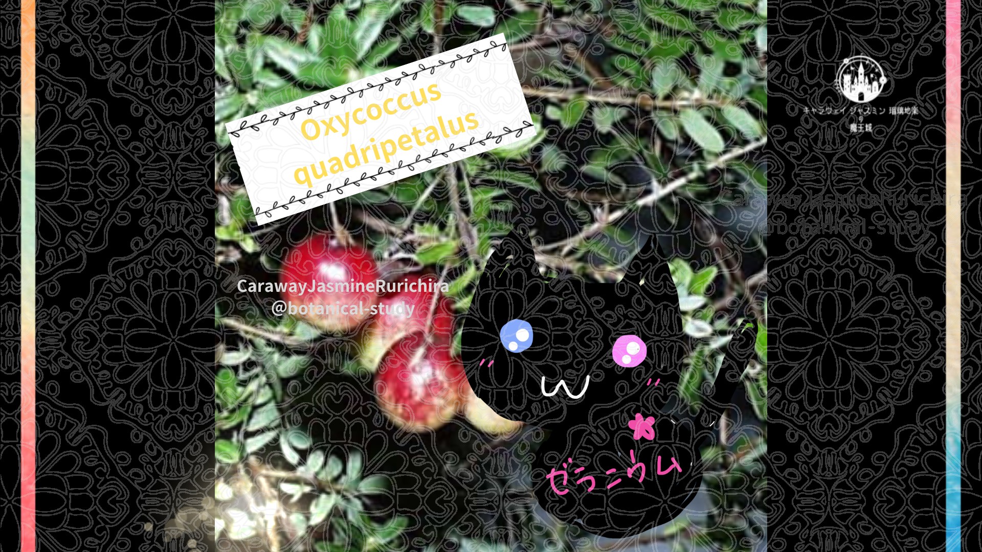 今日の誕生花A　10.18