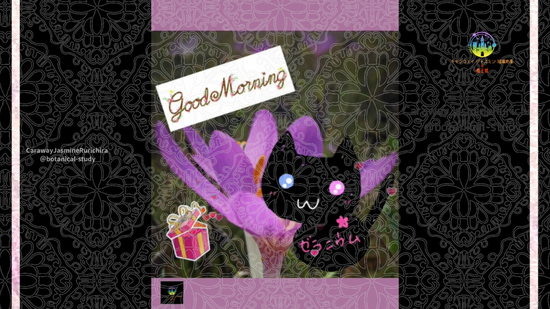 「コルチカム」10月8日Rゼラニウム瑠璃地楽と今日の誕生花とおはようメッセージ＠botanical-study