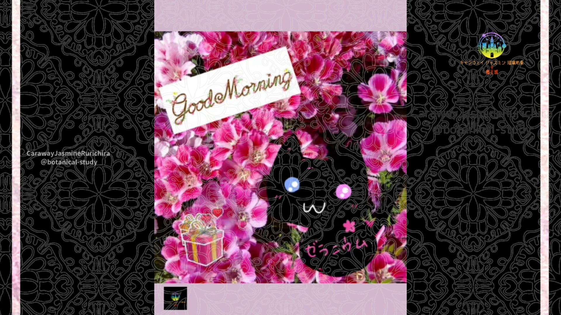 「ゴデチア」10月5日Rゼラニウム瑠璃地楽と今日の誕生花とおはようメッセージ＠botanical-study