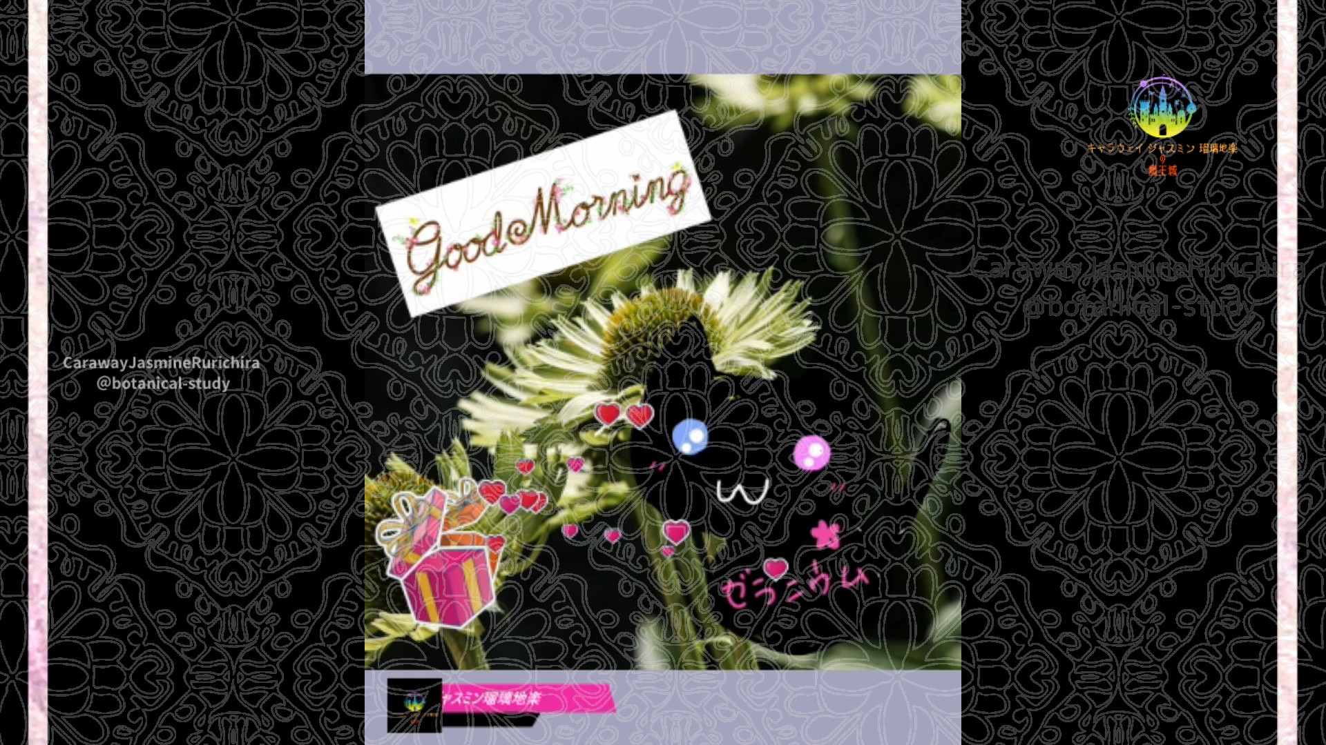 「エキナセア」10月7日Rゼラニウム瑠璃地楽と今日の誕生花とおはようメッセージ＠botanical-study