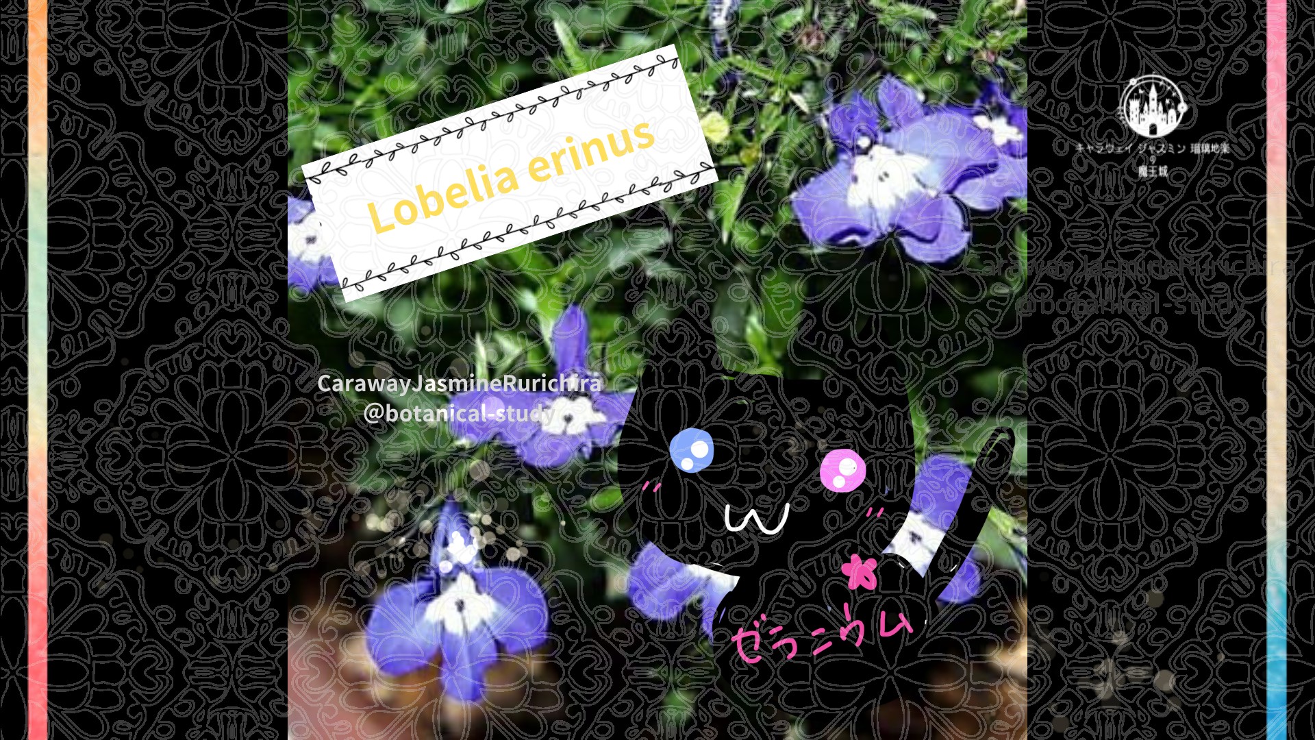 今日の誕生花A　10.30