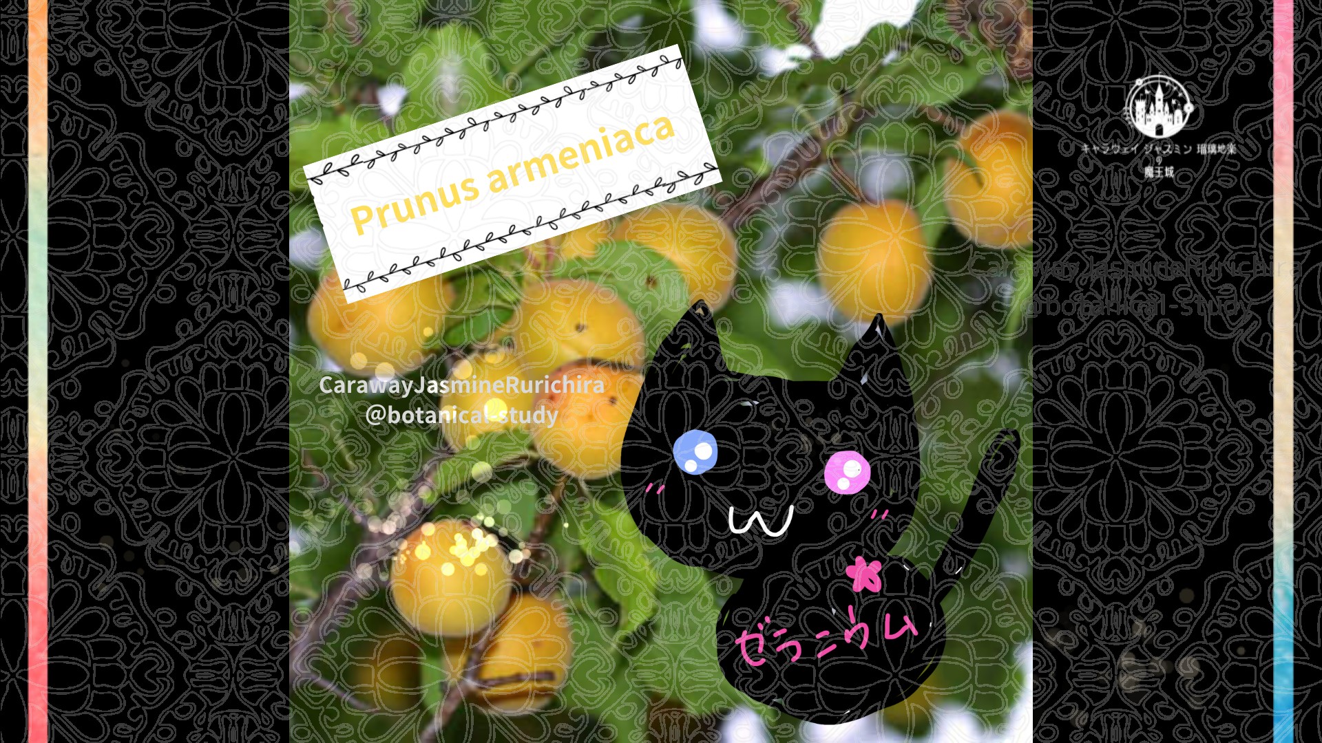 「アンズ」10月2日とCジャスミン瑠璃地楽の今日の誕生花＠botanical-study
