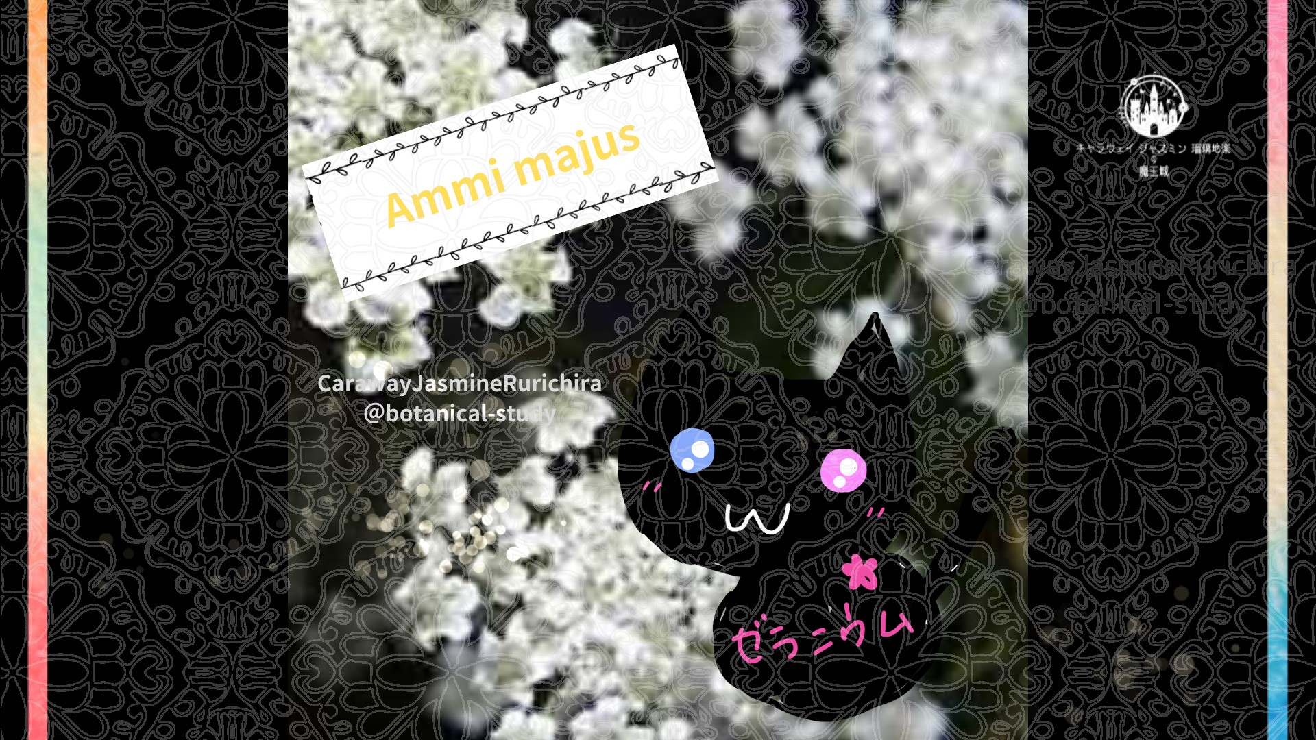 「ホワイトレースフラワー」10月4日とCジャスミン瑠璃地楽の今日の誕生花＠botanical-study