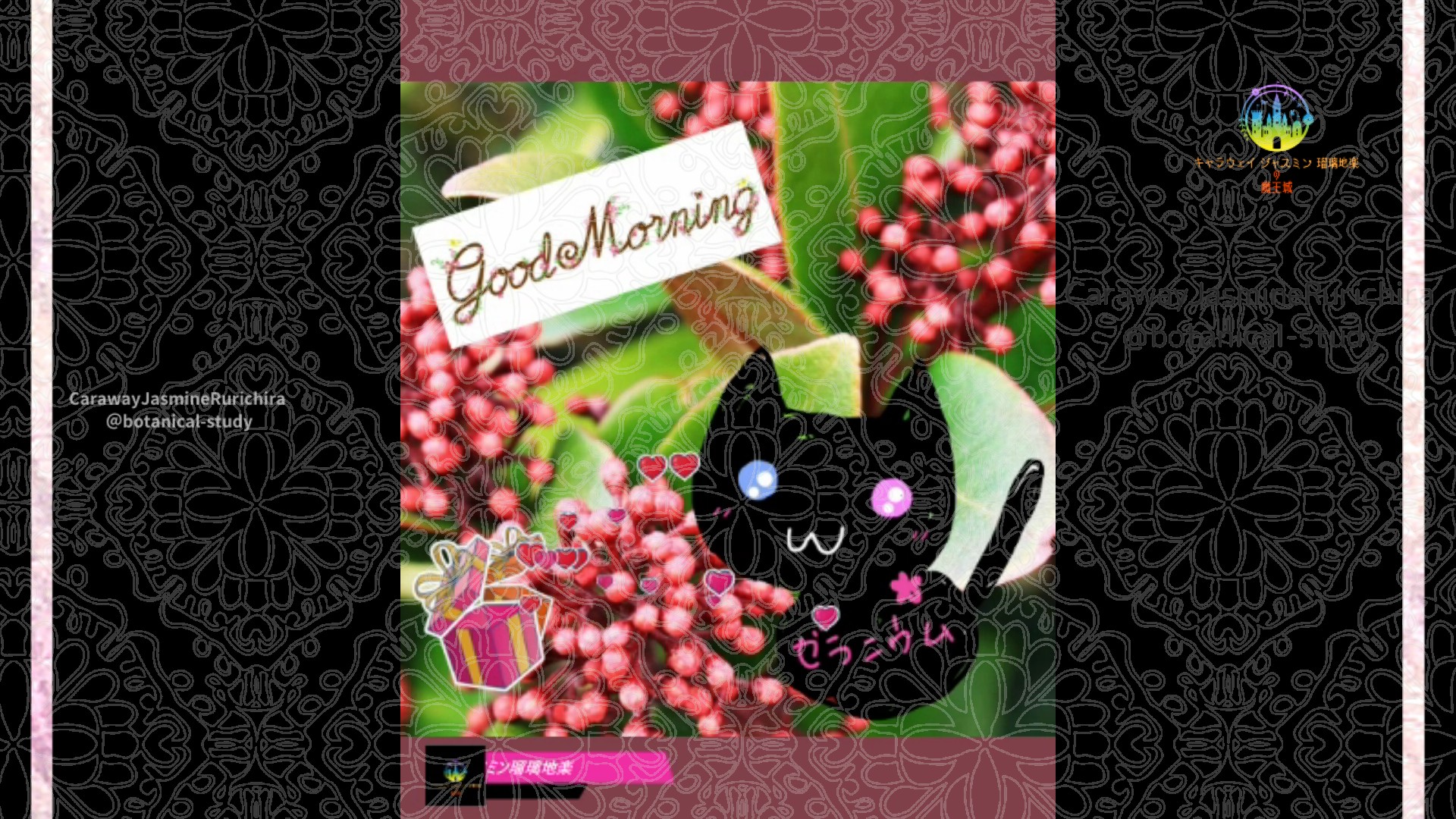 「スキミア」10月31日Rゼラニウム瑠璃地楽と今日の誕生花とおはようメッセージ＠botanical-study