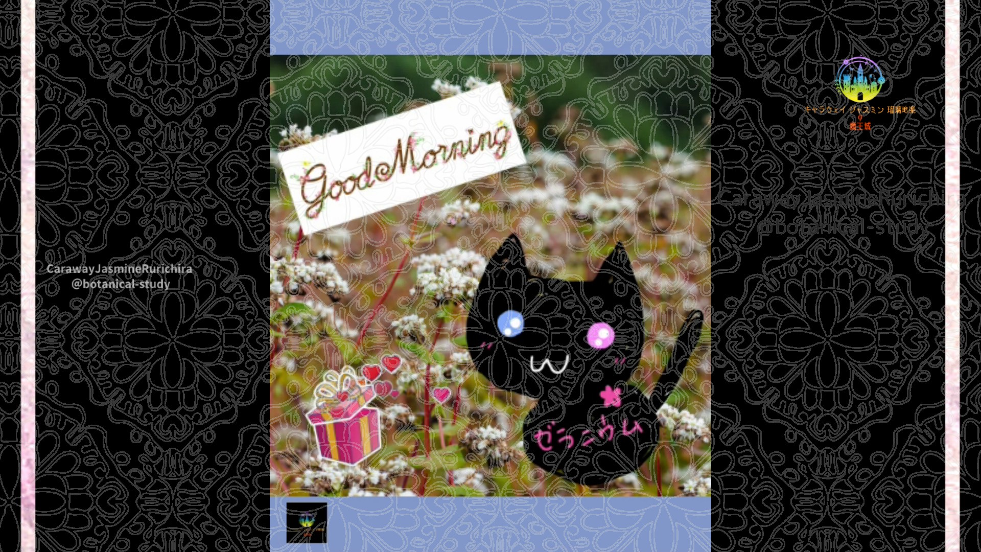 「ヒメツルソバ」10月6日Rゼラニウム瑠璃地楽と今日の誕生花とおはようメッセージ＠botanical-study