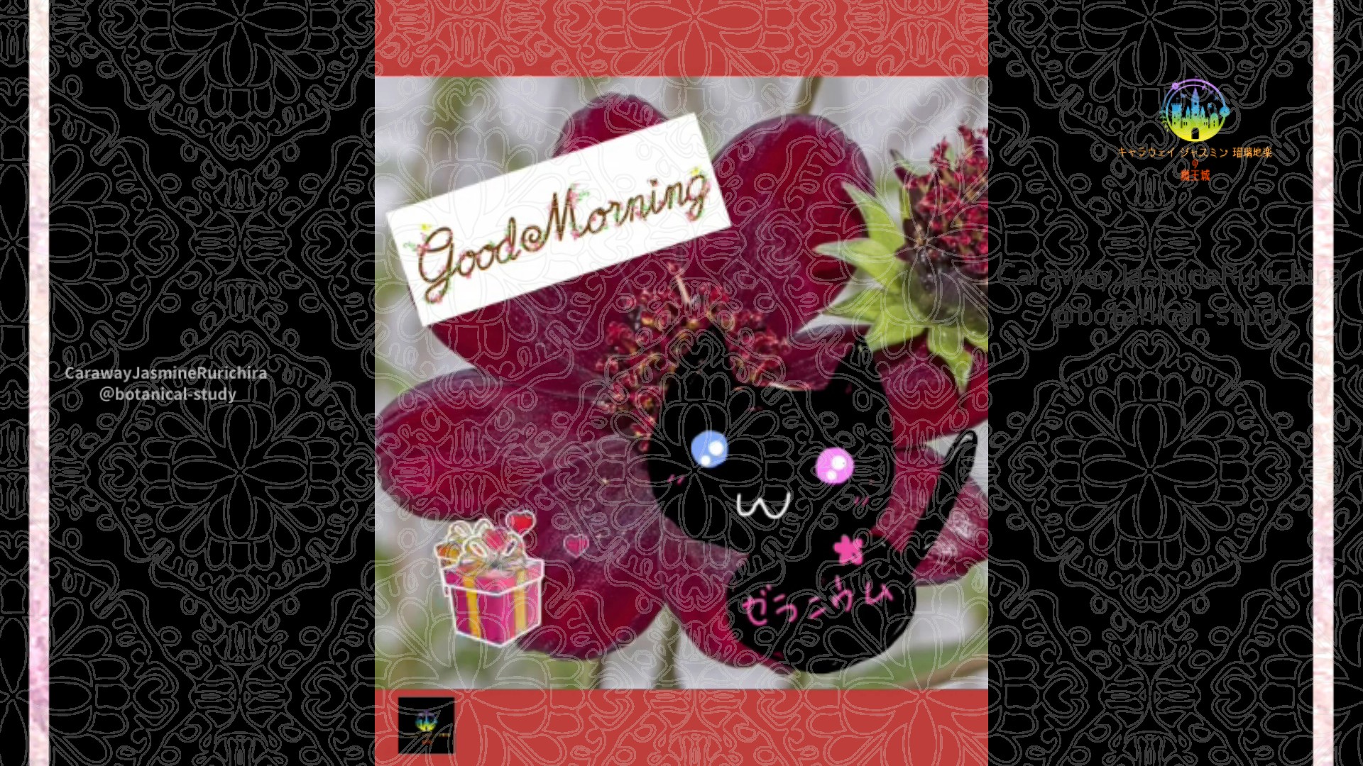 「チョコレートコスモス」10月27日Rゼラニウム瑠璃地楽と今日の誕生花とおはようメッセージ＠botanical-study