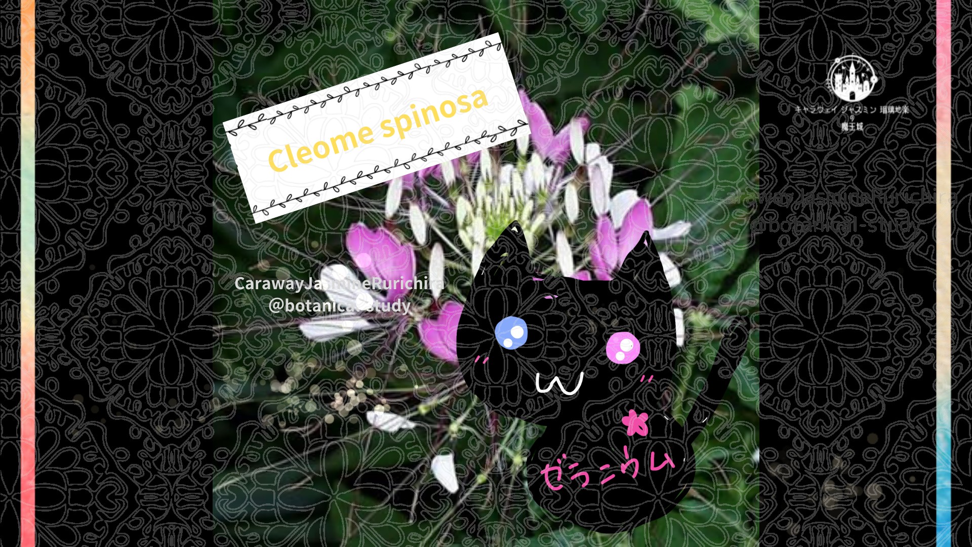 今日の誕生花A　10.5