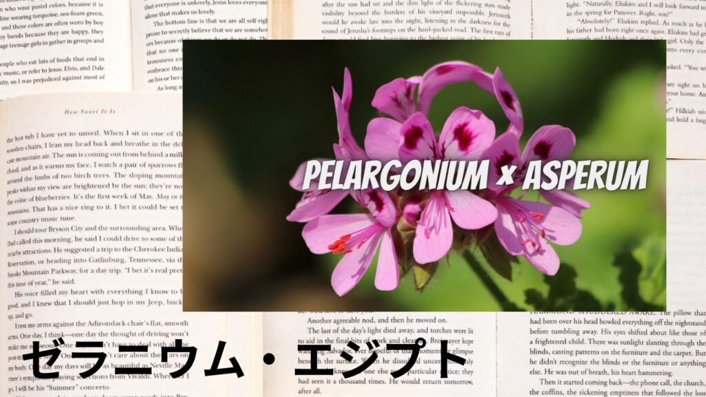 geranium-egypt-aroma-herb-dictionary-eyecatch-botanical-study