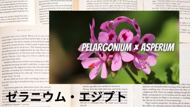 ゼラニウム・エジプトのアロマハーブ事典(辞典)用アイキャッチ＠botanical-study
