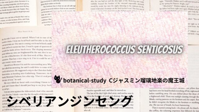 シベリアンジンセングのアロマハーブ事典(辞典)用アイキャッチ＠botanical-study