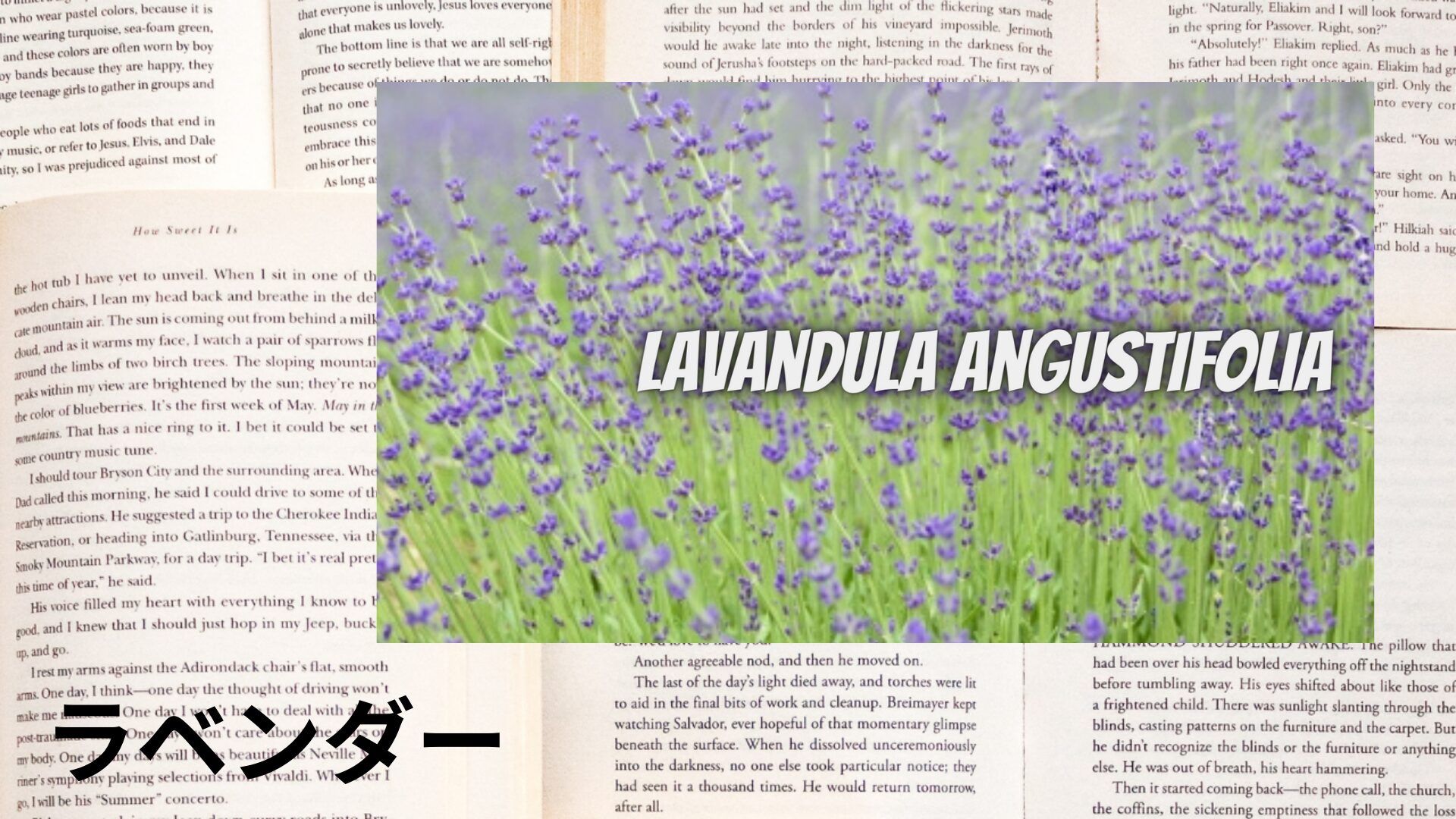 lavender-aroma-herb-dictionary-eyecatch-botanical-study