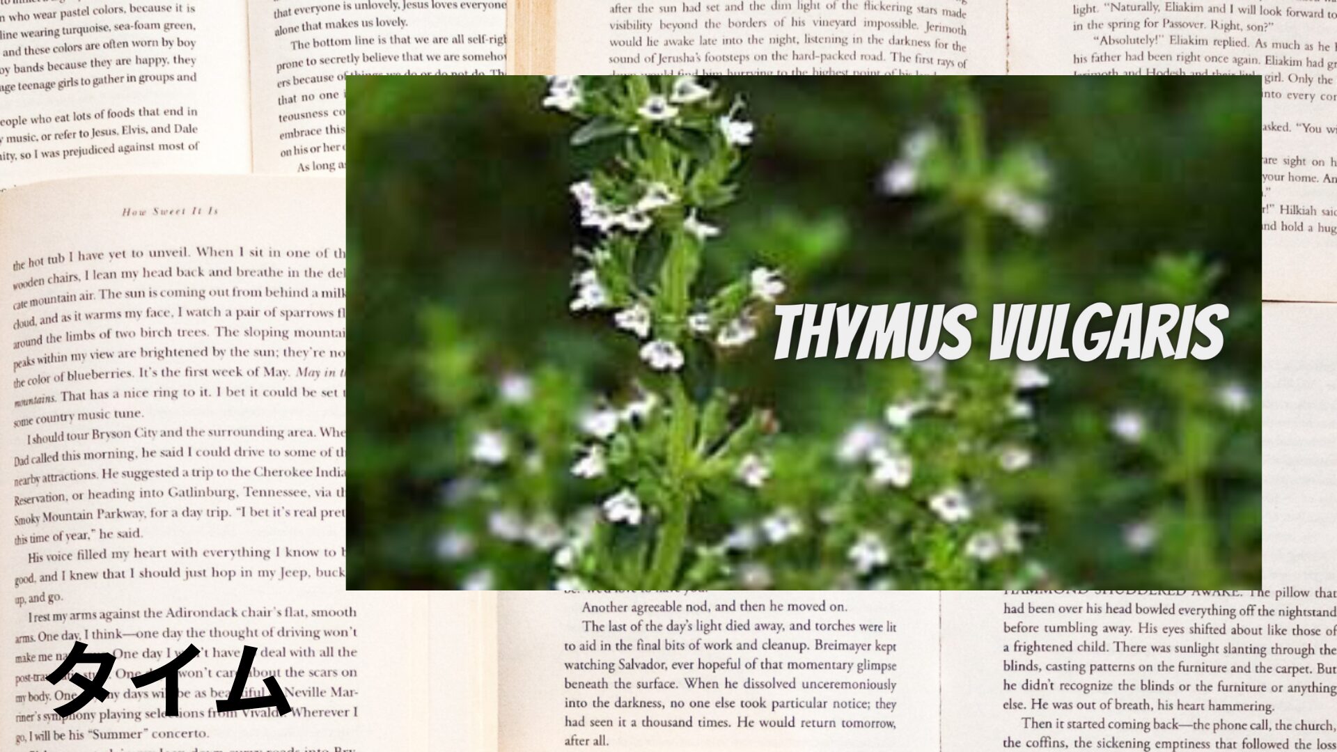 thyme-aroma-herb-dictionary-eyecatch-botanical-study