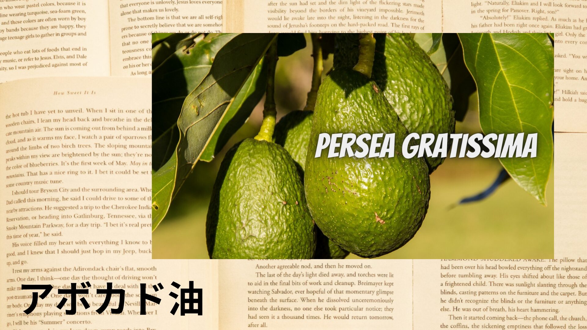 avocado-oil-aroma-herb-dictionary-eyecatch-botanical-study