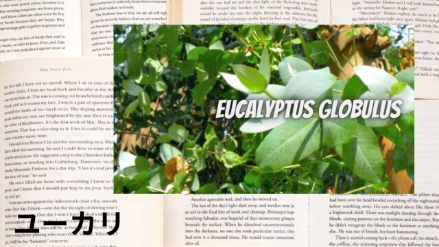 ユーカリのアロマハーブ事典(辞典)用アイキャッチ＠botanical-study