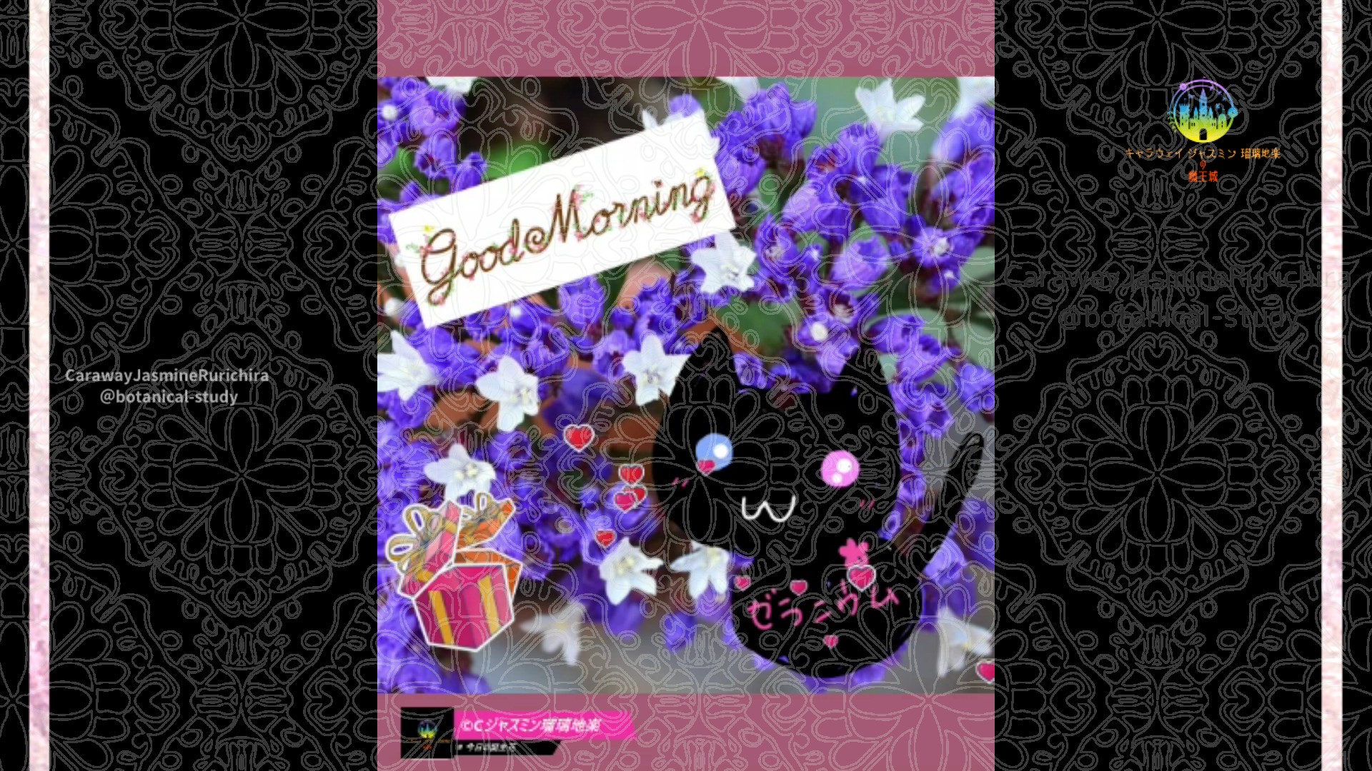 「スターチス」」11月11日Rゼラニウム瑠璃地楽と今日の誕生花とおはようメッセージ＠botanical-study