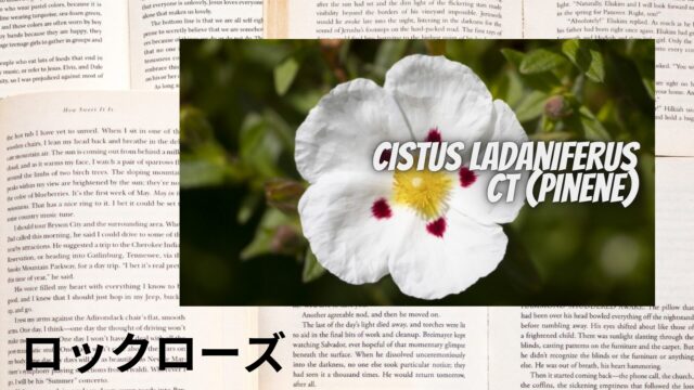 ロックローズのアロマハーブ事典(辞典)用アイキャッチ＠botanical-study