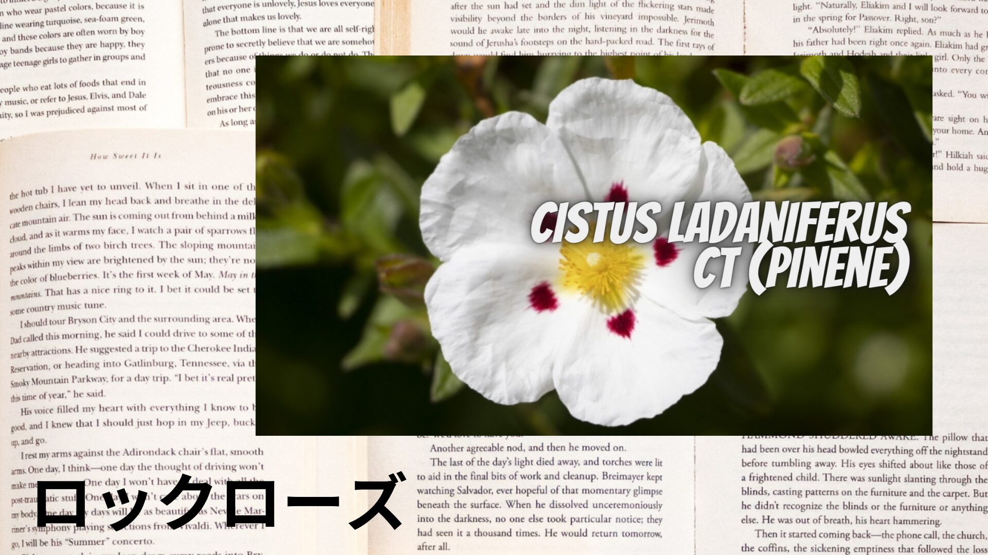 rock-rose-aroma-herb-dictionary-eyecatch-botanical-study