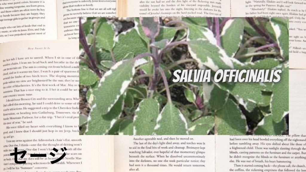 sage-aroma-herb-dictionary-eyecatch-botanical-study