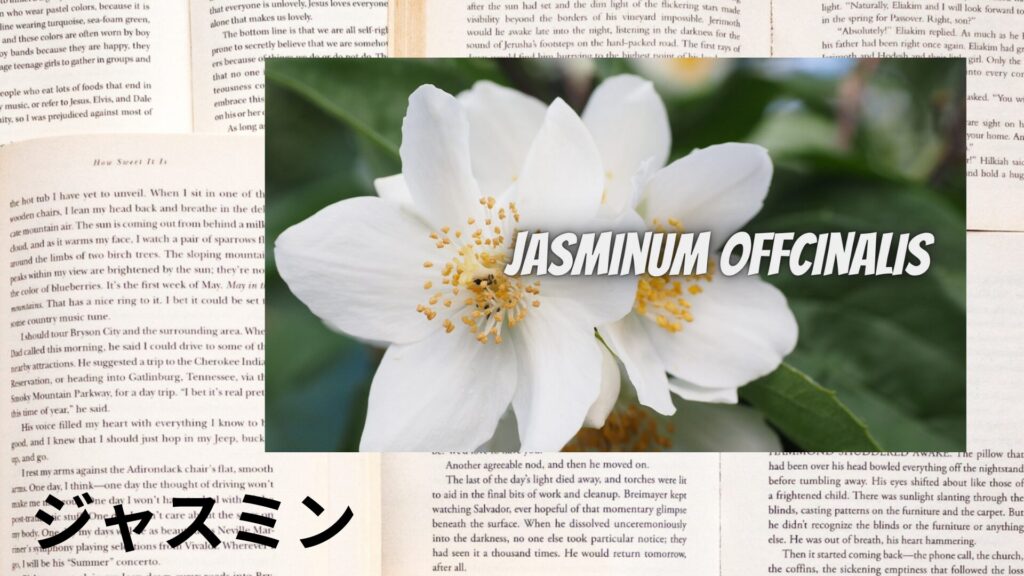 jasmine-aroma-herb-dictionary-eyecatch-botanical-study