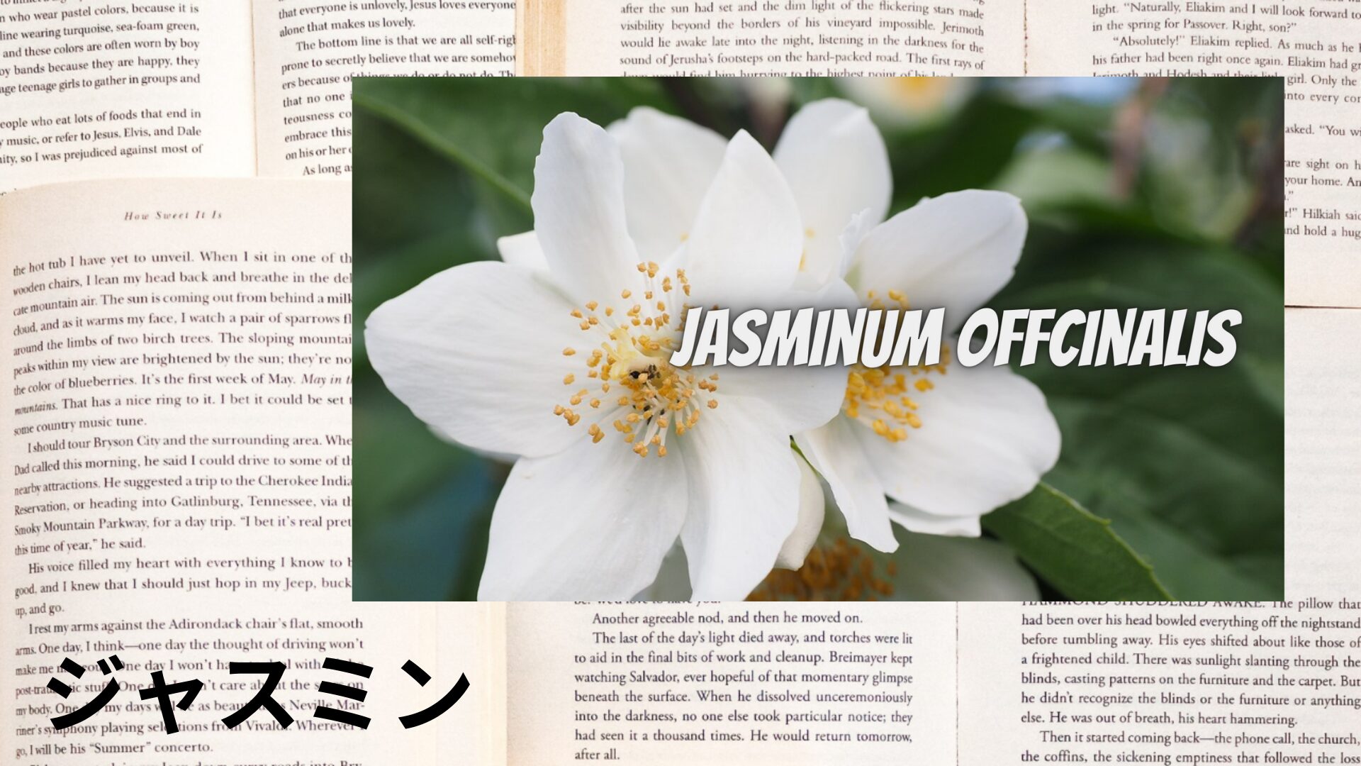 jasmine-aroma-herb-dictionary-eyecatch-botanical-study