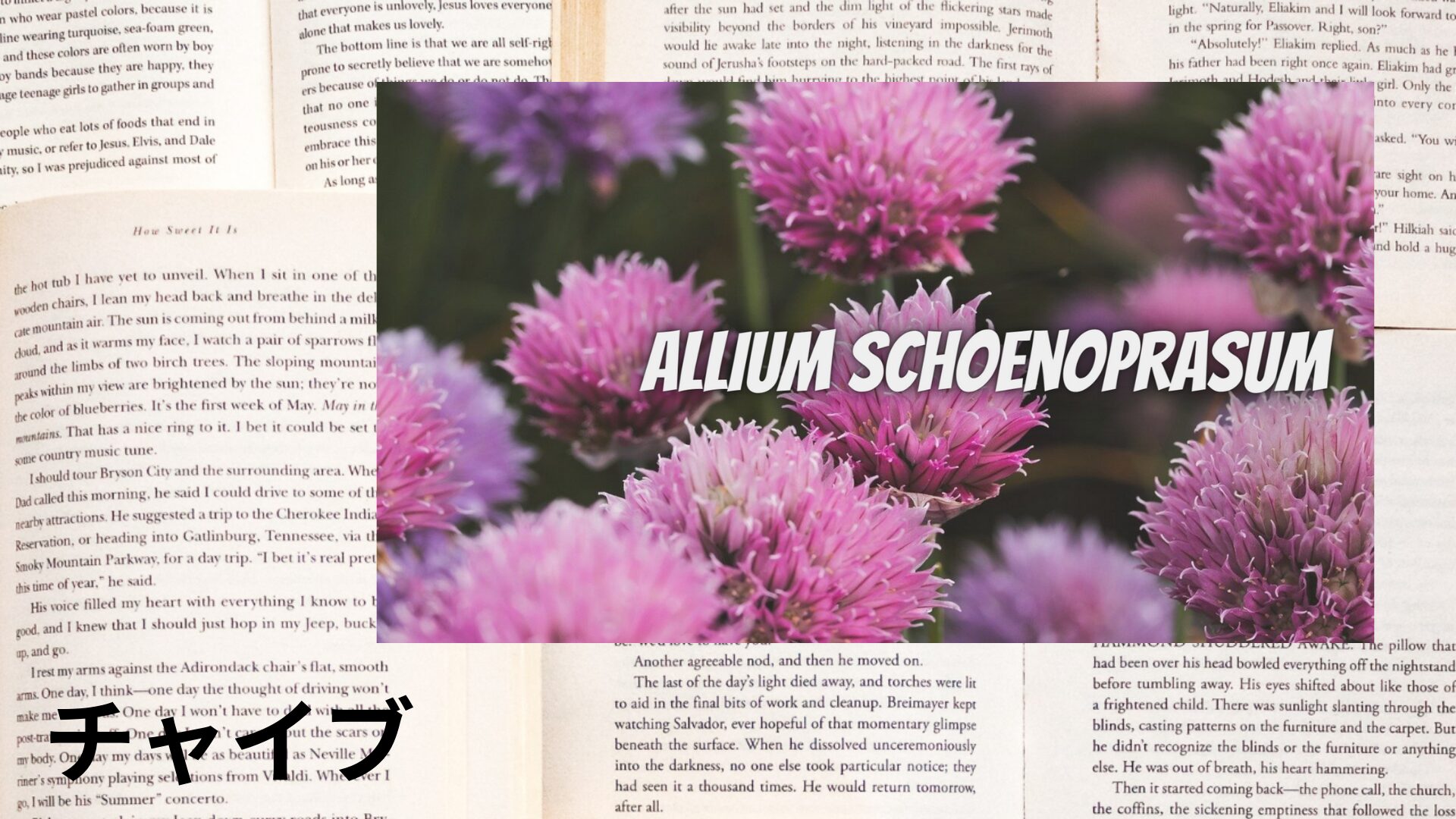 chives-aroma-herb-dictionary-eyecatch-botanical-study