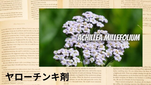 ヤローチンキ剤のアロマハーブ事典(辞典)用アイキャッチ＠botanical-study