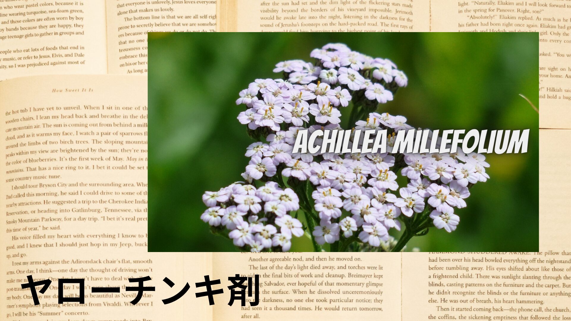 yarrow-tincture-aroma-herb-dictionary-eyecatch‐botanical-study