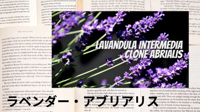 ラベンダー・アブリアリスのアロマハーブ事典(辞典)用アイキャッチ＠botanical-study