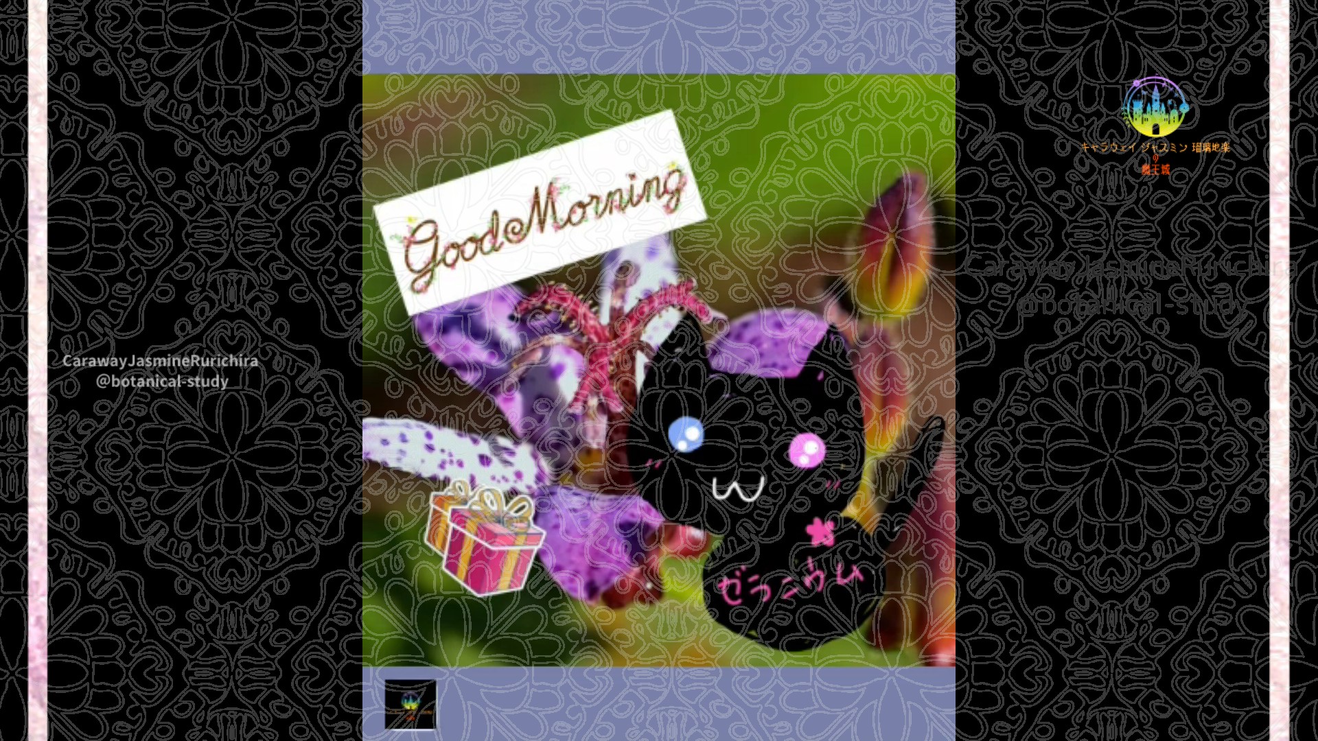 「ホトトギス」11月29日Rゼラニウム瑠璃地楽と今日の誕生花とおはようメッセージ＠botanical-study