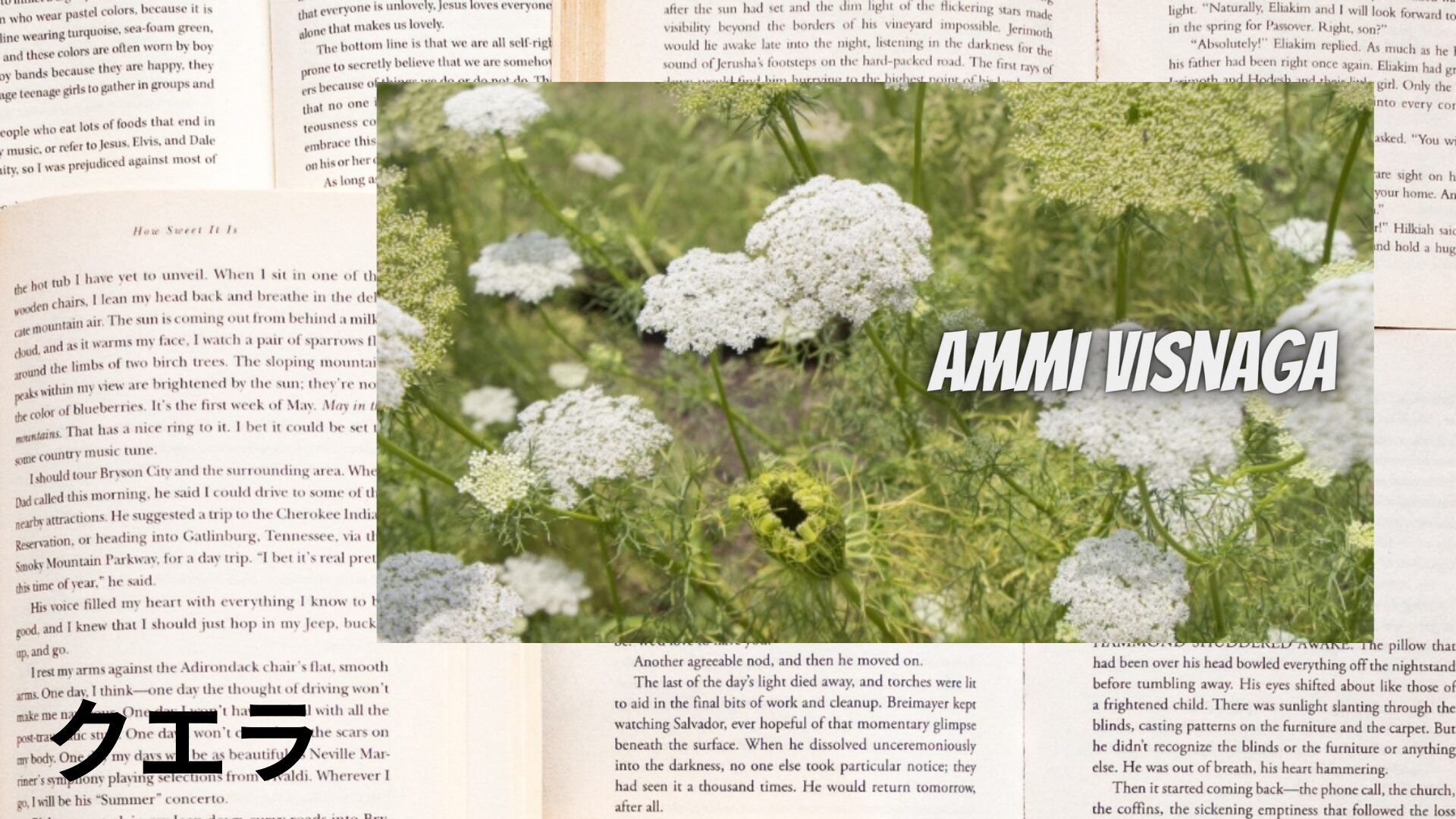 quera-aroma-herb-dictionary-eyecatch-botanical-study