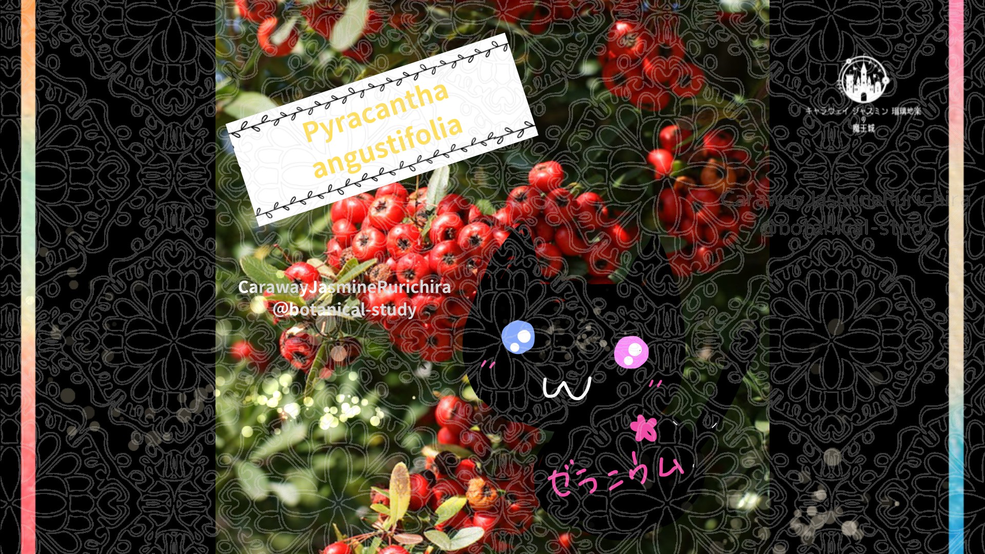 今日の誕生花A　11.23