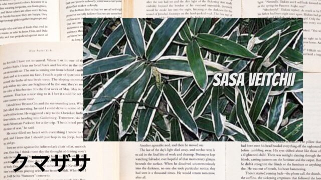 クマザサのアロマハーブ事典(辞典)用アイキャッチ＠botanical-study