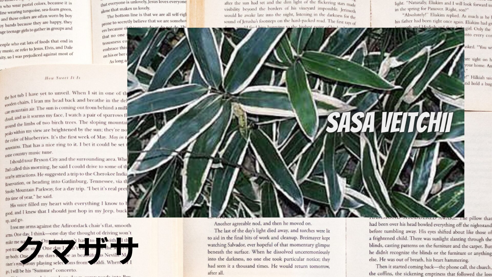 kumazasa-aroma-herb-dictionary-eyecatch-botanical-study