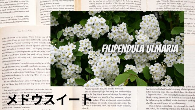 メドウスイートのアロマハーブ事典(辞典)用アイキャッチ＠botanical-study